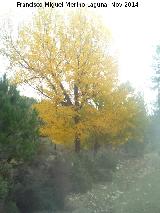 lamo negro - Populus nigra. El Vaquerizo - Castellar