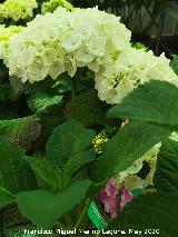 Hortensia - Hydrangea macrophylla. Ja�n