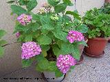 Hortensia - Hydrangea macrophylla. Navas de San Juan