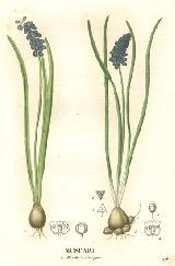 Nazareno - Muscari botryoides. 