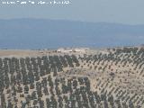 Cortijo de la Atalaya. Desde la Torre de Mara Martn