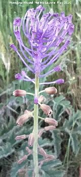 Ajipuerco - Muscari comusum. La Veleta - Los Villares