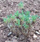 Aulaga garbancera - Astragalus sempervirens. Cazorla