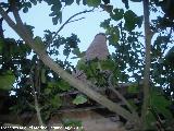 Antigua Almazara de los Robles. Chimenea