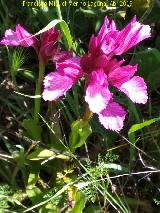 Orqudea Papilonacea - Orchis papilonacea. Cerro Miguelico - Torredelcampo