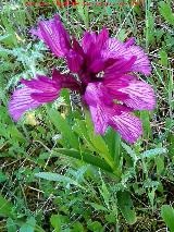 Orqudea Papilonacea - Orchis papilonacea. Llano de los Cebollares - Arquillos