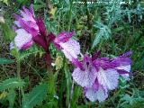 Orqudea Papilonacea - Orchis papilonacea. Llano de los Cebollares - Arquillos