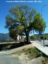 Alameda de las Navas. ltimo ejemplar de olmo que queda