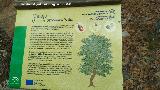 Roble melojo - Quercus pyrenaica. Cartel. Aldeaquemada