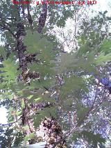 Roble melojo - Quercus pyrenaica. Cerro El Morretn - Santiago Pontones