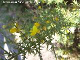 Aliaga - Genista scorpius. Benalmdena