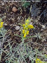 Candilera - Phlomis lychnitis. La Camua - Castillo de Locubn