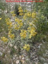 Candilera - Phlomis lychnitis. Serrezuela de Bedmar