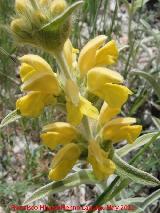 Candilera - Phlomis lychnitis. Serrezuela de Bedmar