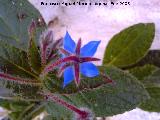 Borraja - Borago officinalis. Los Villares