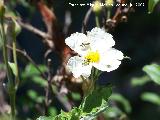 Jara hoja de laurel - Cistus laurifolius. Segura