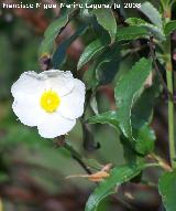 Jara hoja de laurel - Cistus laurifolius. Segura