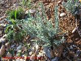 Zamarrilla - Teucrium polium. Jan