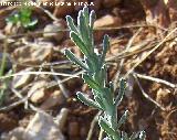 Zamarrilla - Teucrium polium. Jan