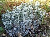 Zamarrilla - Teucrium polium. Los Caones. Jan