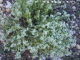 Zamarrilla - Teucrium polium. Los Caones. Jan