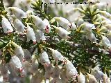 Brezo blanco - Erica arborea. Andjar