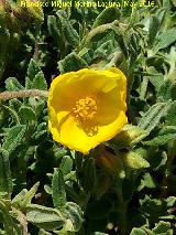 Zamarrilla negra - Helianthemum croceum. Banderillas - Santiago Pontones