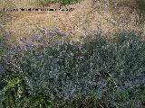 Alhucema - Lavandula latifolia. Lorca