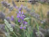 Alhucema - Lavandula latifolia. Lorca