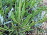 Alhucema - Lavandula latifolia. Cerro de Gontar - Santiago Pontones