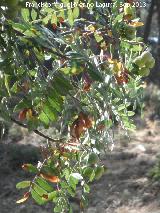 Serval - Sorbus domestica. El Chorro - Quesada