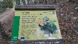 Mostajo - Sorbus torminalis. Cartel. Aldeaquemada