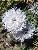 Globularia - Globularia spinosa. Banderillas - Santiago Pontones