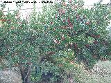 Madroo - Arbutus unedo. Bailn