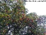 Madroo - Arbutus unedo. Madroos. El Batn - Santa Elena