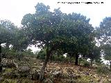 Madroo - Arbutus unedo. Prado del Azogue - Aldeaquemada