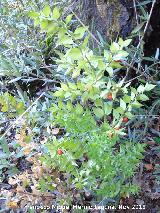 Rusco - Ruscus aculeatus. Baizuela - Torredelcampo