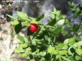 Rusco - Ruscus aculeatus. La Hoya - Jan