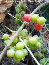 Zarzaparrilla - Smilax aspera. Frutos. Cerro Cerrajn - Los Villares