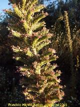 Viborera gigante - Echium boissieri. La Yedra - Los Villares