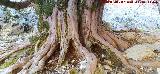 Tejo Milenario Macho. Tronco