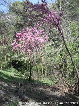 Arbol del amor - Cercis siliquastrum. Caada de las Hazadillas - Jan