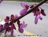 Arbol del amor - Cercis siliquastrum. Jan