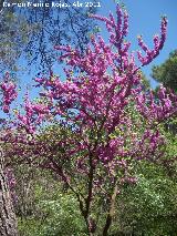 Arbol del amor - Cercis siliquastrum. Caada de las Hazadillas - Jan