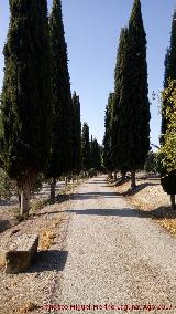 Cortijo de Vado Jan. Camino de cipreses