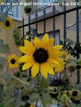 Girasol enano - Helianthus annuus nanus. beda