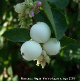 Bolitas de nieve - Symphoricarpos albus. Prado Maguillo (Santiago - Pontones)