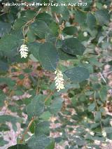 Bolitas de nieve - Symphoricarpos albus. Flores. Prado Maguillo (Santiago - Pontones)