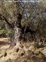 Fresno de la Campana. Tronco