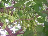 Fresno - Fraxinus excelsior. Nacimiento - Los Villares